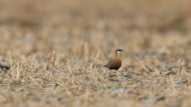 Indian courser (Cursorius coromandelicus) is a species of courser found in mainland South Asia, mainly in the plains bounded by the Ganges and Indus river system.