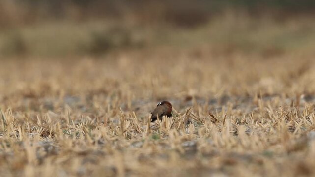 Indian courser (Cursorius coromandelicus) is a species of courser found in mainland South Asia, mainly in the plains bounded by the Ganges and Indus river system.