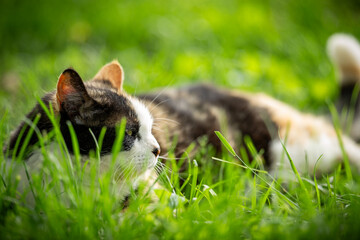 cat on grass © SittonPhotography