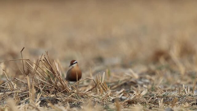 Indian courser (Cursorius coromandelicus) is a species of courser found in mainland South Asia, mainly in the plains bounded by the Ganges and Indus river system.