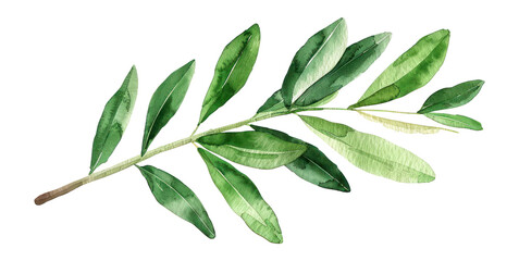 Obraz premium PNG Olive branch illustration watercolor leaf.