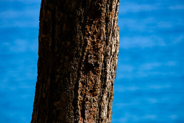 Fototapeta premium Close up of a rough brown tree trunk texture with a blurred blue water background