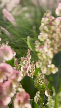 Soft pink wildflowers gently swaying in a sunlit meadow during golden hour.