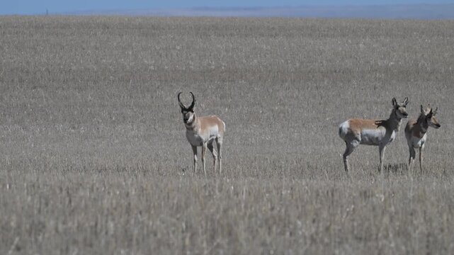 Proghorn in the Canadian prairies in the spring