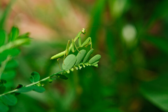 Young Green Praying Mantis Resting on Wild Plant in Natural Habitat