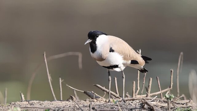 The river lapwing (Vanellus duvaucelii) is a lapwing species which breeds from the Indian subcontinent eastwards to Southeast Asia.