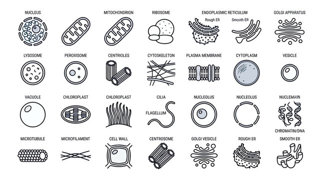 Cell Biology Diagrams: Organelles and Structures of Animal and Plant Cells