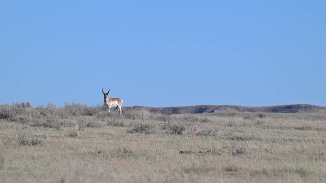 Proghorn in the Canadian prairies in the spring