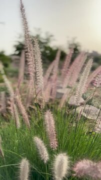 Beautiful fluffy fountain grass swaying in the breeze with a shallow depth of field.