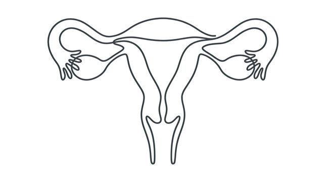 Uterus and Fallopian Tubes Line Art Illustration - Female Reproductive System Diagram