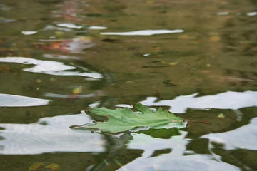 Fototapete Badezimmer Green leaves floating on calm water with natural reflections. Peaceful   © Anastasia