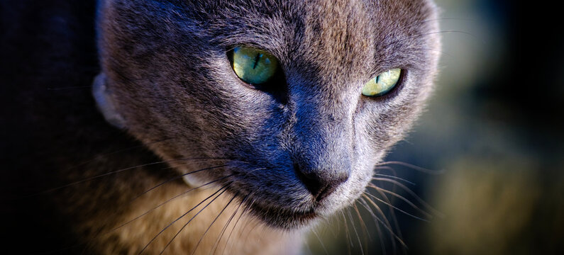 Close up face portrait of a grey cat with piercing yellow eyes