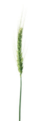 Fototapeta premium One green wheat spike isolated on white