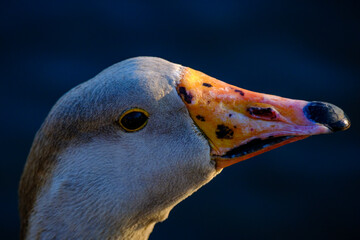 Sharp profile portrait of a goose head from eye level © Buğra Kaan Ersoy