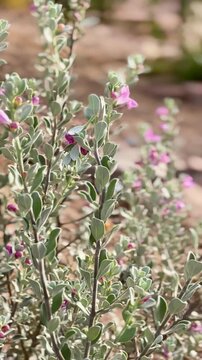 Purple Texas sage flowers blooming on a silvery green bush in sunlight.