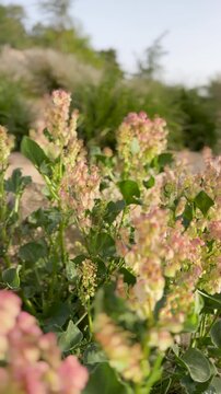 Pink and green wildflowers blooming in a sunlit spring garden.