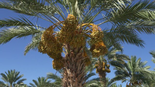 Date palm with large bunches of dates hanging in the hot sun in Thermal California 