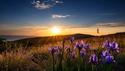 Naklejka premium Wild Irises Against The Sunset