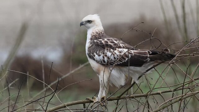 The changeable hawk-eagle (Nisaetus cirrhatus cirrhatus ) or crested hawk-eagle is a large bird of prey species of the family Accipitridae. This photo was taken in North India.
