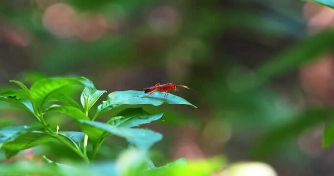 Macro - Insect on a green leaf.