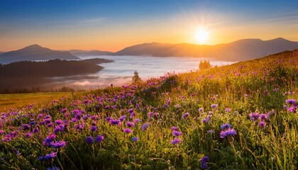 Obraz premium Vibrant Wildflowers Bloom In Misty Mountain Meadow At Sunrise With Foggy Hills