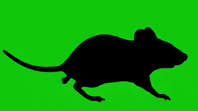 a mouse running silhouette green screen video