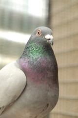 close up homing pigeon at home loft © stockphoto mania