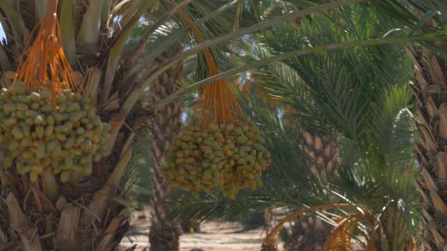 Date palm with large bunches of dates hanging in the hot sun in Thermal California 