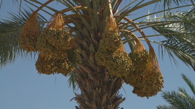 Date palm with large bunches of dates hanging in the hot sun in Thermal California 