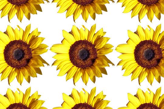Varios girasoles en un fondo transparente 