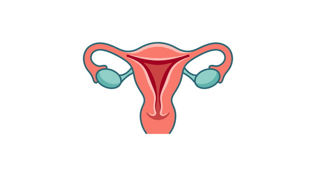 Human Uterus Anatomy Illustration - Female Reproductive System