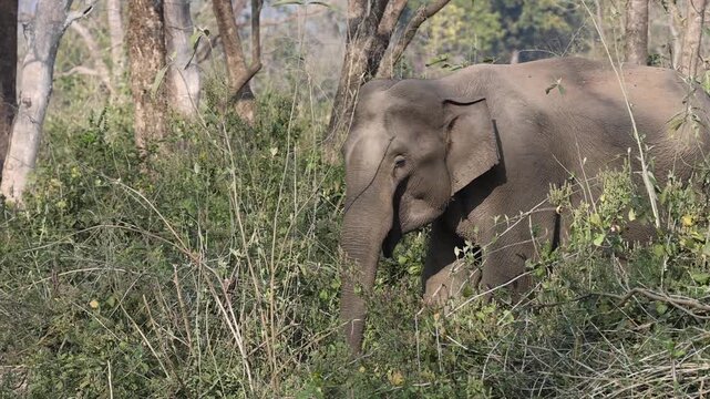 Indian elephant (Elephas maximus indicus) in Jim Corbett National Park,North India