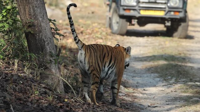 Bengal tiger is a population of the Panthera tigris tigris subspecies. It ranks among the largest of wild cats. It is distributed from India, southern Nepal, Bangladesh, Bhutan to Southwestern China.