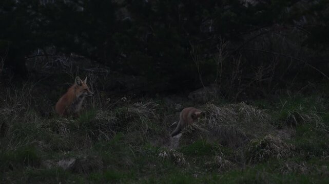 Red fox family in the spring in the Canadian Rockies at their den