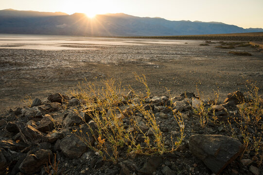 Geraea canescens, commonly known as desert sunflower, hairy desert sunflower, or desert gold.  Near the Badwater Basin in Death Valley National Park at sunset.  California, USA.