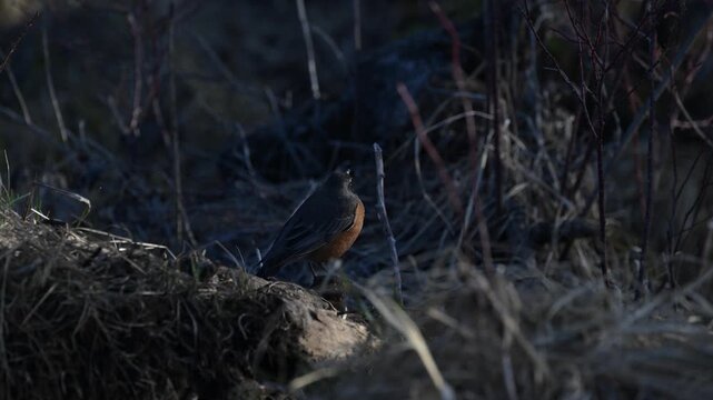 Robin in the spring