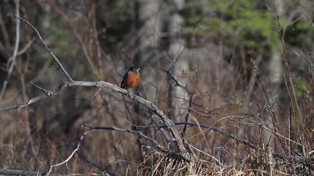 Robin in the spring