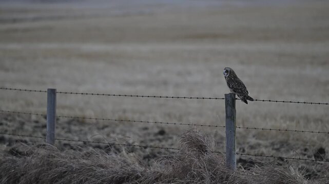 Short eared owl in the late winter