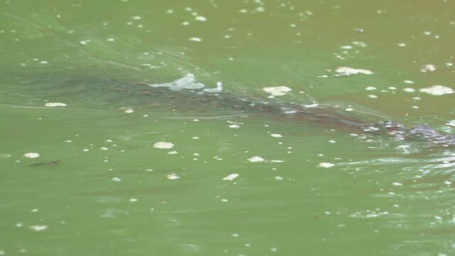 A wild predator crocodile or alligator camouflaged and submerged in a swampy. Animal living in nature portrait with close-up.