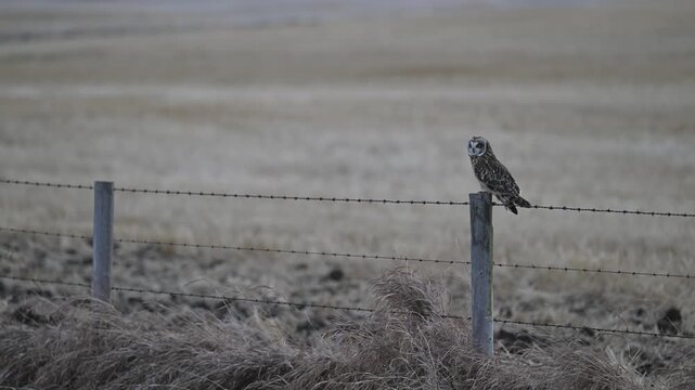 Short eared owl in the late winter