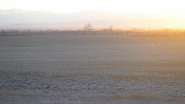 Short eared owl in the late winter