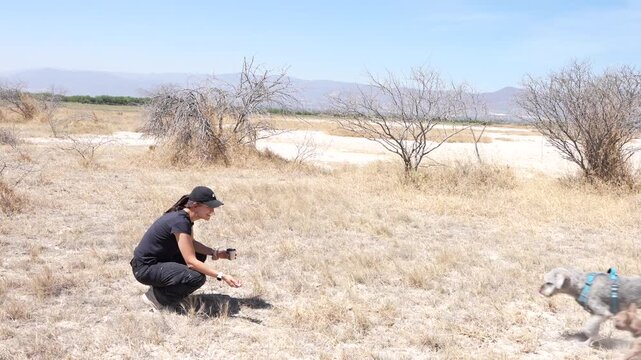 Woman calling and petting two schnauzer dogs in a dry field