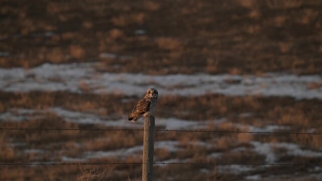 Short eared owl in the late winter
