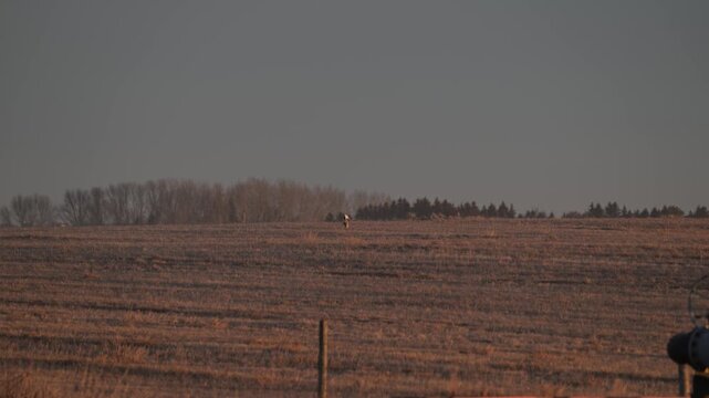 Short eared owl in the late winter