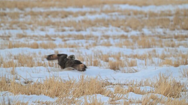 Short eared owl in the late winter