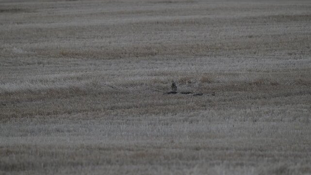 Short eared owl in the late winter