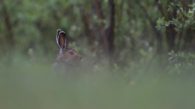 Snowshoe hare in the Canadian Rockies in the spring