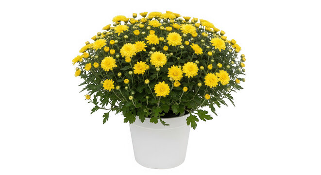 Bright yellow chrysanthemum flowers blooming in a white plastic pot isolated on transparent background