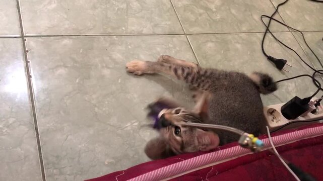 A funny cat with American bobtail playing with a feather stick toy on the floor.
