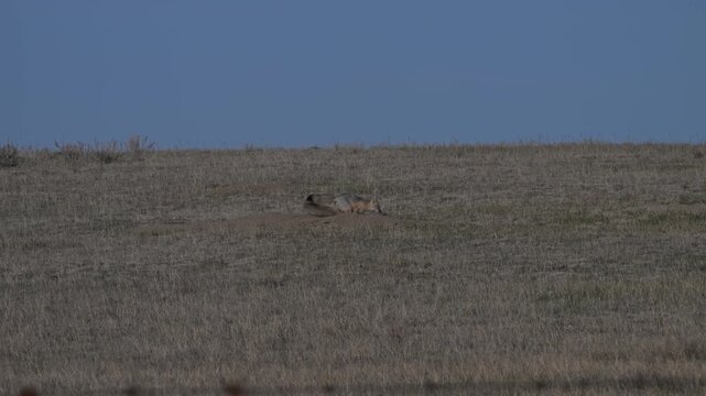 Swift fox at their den in the Canadian prairies